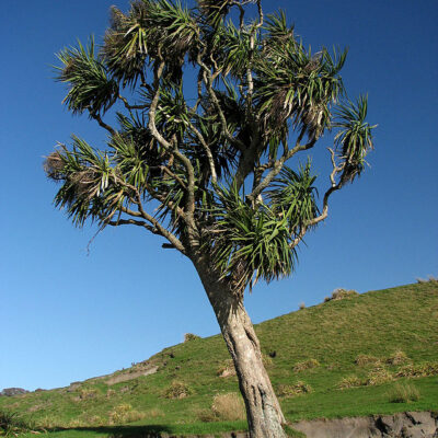 CORDYLINE AUSTRALIS 20LT