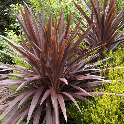 CORDYLINE RED SENSATION 20LT