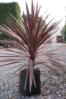 CORDYLINE RED STAR 20LT