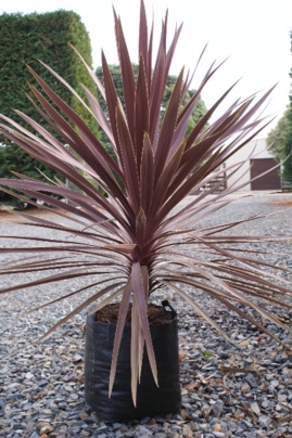CORDYLINE RED STAR 20LT
