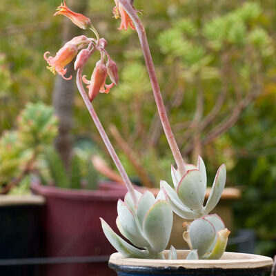 COTYLEDON ORBICULATA (GREY PLAKKIE) 15CM POT