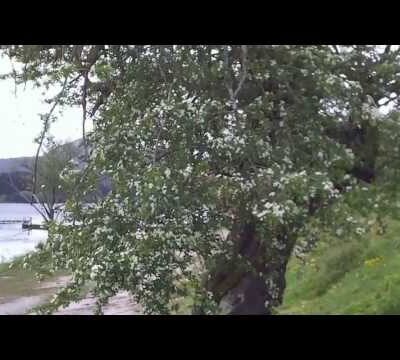 CRATAEGUS GRIGNONENSIS - 10LT