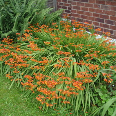 CROCOSMIA AUREA (ORANGE) 1LT