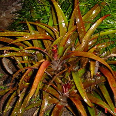 CRYPTBERGIA RUBRA 2.5LT