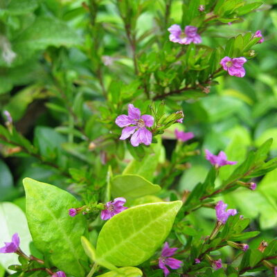 CUPHEA HYSSOPIFOLIA MAUVE 15CM POT