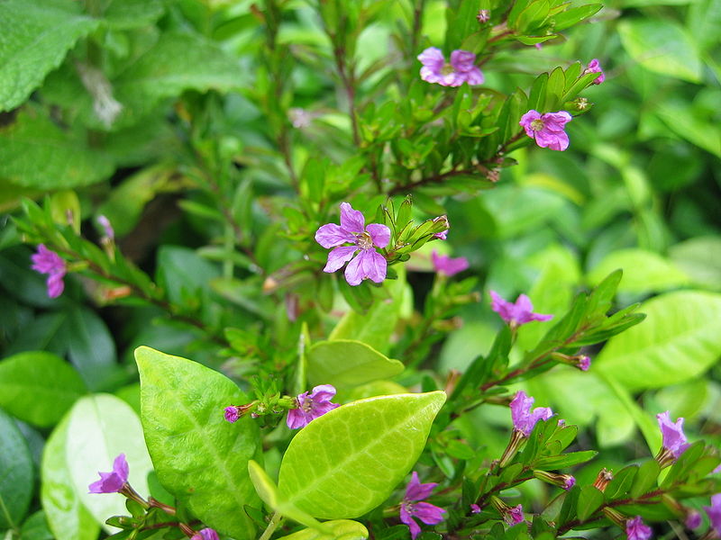 CUPHEA HYSSOPIFOLIA MAUVE 15CM POT