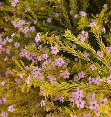 CUPHEA HYSSOPIFOLIA GOLD 15CM POT