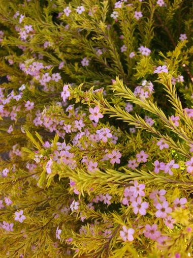 CUPHEA HYSSOPIFOLIA GOLD 15CM POT