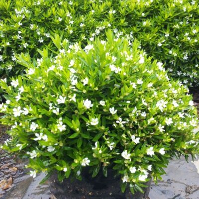 CUPHEA HYSSOPIFOLIA WHITE 15CM POT