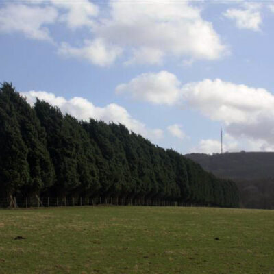 CUPRESSOCYPARIS LEYLANDII - 100LT