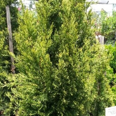 CUPRESSUS SEMPERVIRENS SWANES GOLD - 100LT