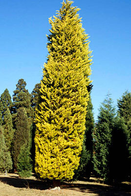 CUPRESSUS DONARD GOLD - 10LT