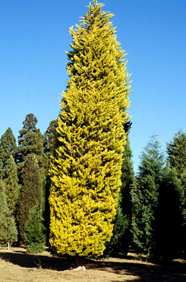 CUPRESSUS DONARD GOLD - 10LT