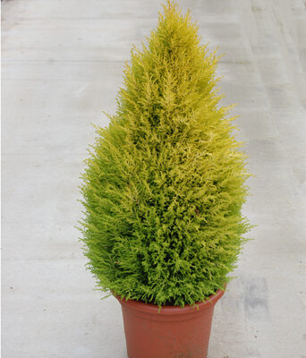 CUPRESSUS MACRO. WILMA - 10LT