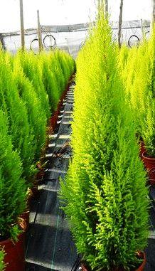 CUPRESSUS MACRO. GOLD CREST - 10LT
