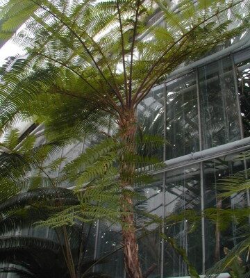 CYATHEA AUSTRALIS 1OLT
