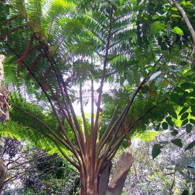 CYATHEA BROWNII 1OLT