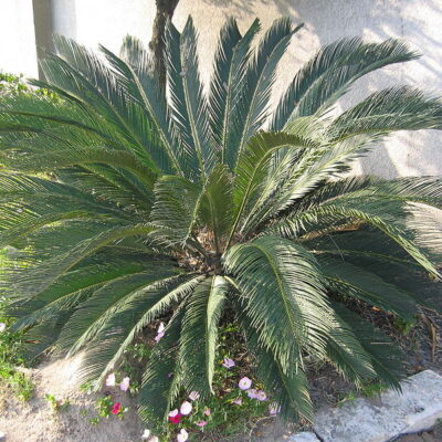 CYCAS REVOLUTA 60LT XL