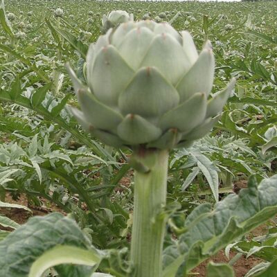 CYNARA SCOLYMUS (GLOBE ARTICHOKE) 2.5LT
