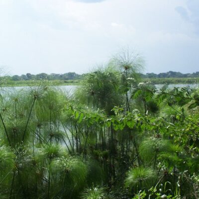 CYPERUS PAPYRUS TALL 1OLT