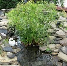CYPERUS PAPYRUS NANA 2.5LT