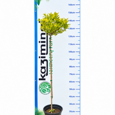 DURANTA GOLD MINE STANDARD 1OLT