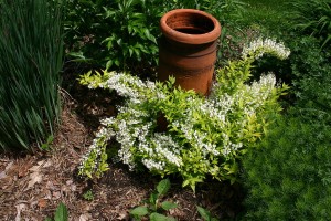 DEUTZIA GRACILIS NANA 2.5LT