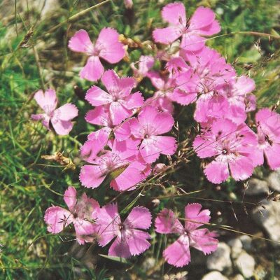 DIANTHUS VARIOUS 15CM POT