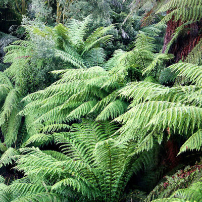 DICKSONIA ANTARCTICA 20LT