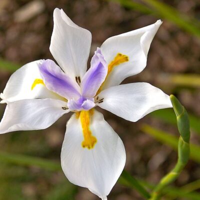 DIETES GRANDIFLORA 1LT