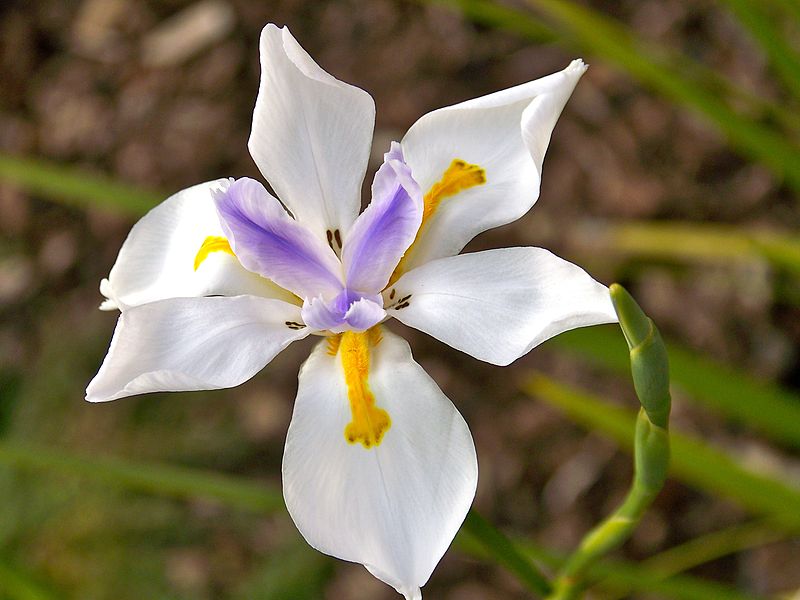 DIETES GRANDIFLORA 1LT