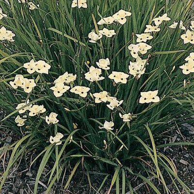 DIETES BICOLOUR 1L