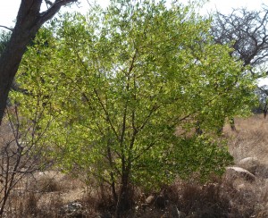 DODONEA ANGUSTIFOLIA - 20LT