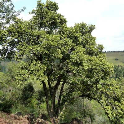 DOMBEYA ROTUNDIFOLIA - 100LT