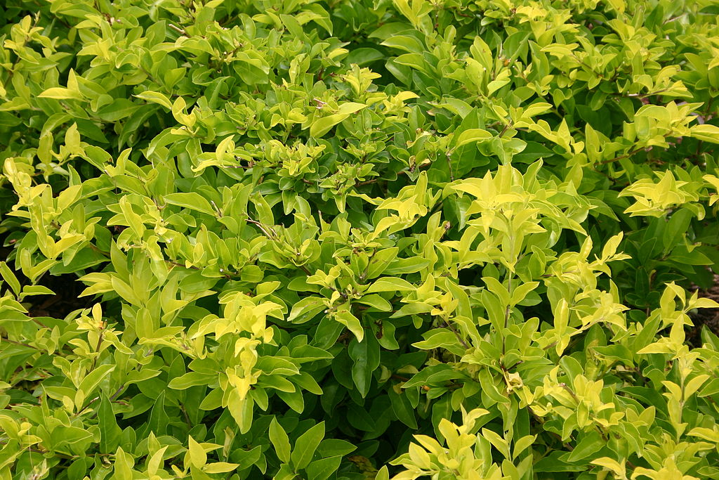 DURANTA SUNRISE 2.5LT