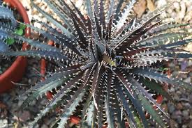 DYCKIA BRONZE 15CM POT
