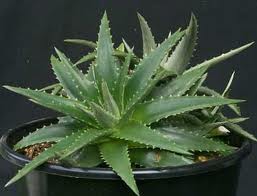DYCKIA GREEN 15CM POT