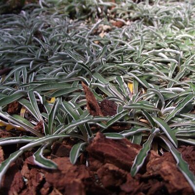 DYMONDIA MARGARETAE 1LT