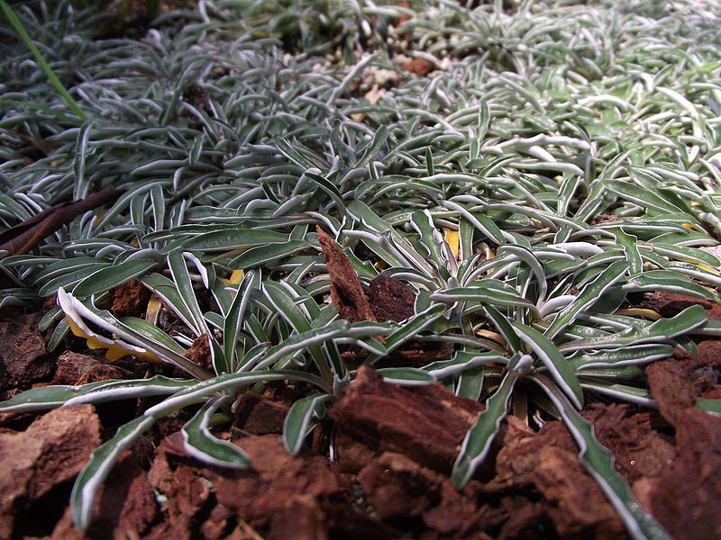 DYMONDIA MARGARETAE 1LT