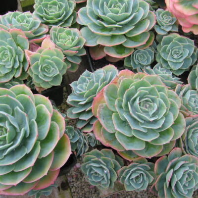 ECHEVERIA GLAUCA 15CM POT