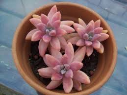 ECHEVERIA TIPPY PINK 15CM POT
