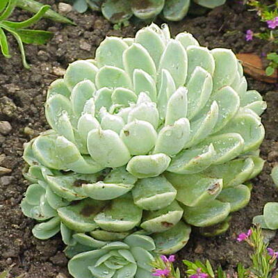 ECHEVERIA AGAVOIDES 15CM POT