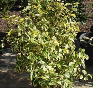 ELEAGNUS GILT EDGE 1OLT