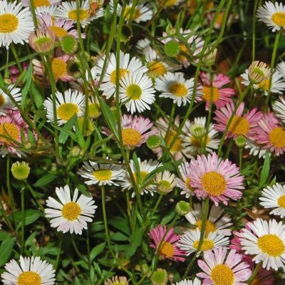 ERIGERON KARVINSKIANUS 1LT