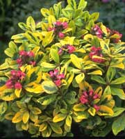 ESCALLONIA GOLD BALL 1OLT