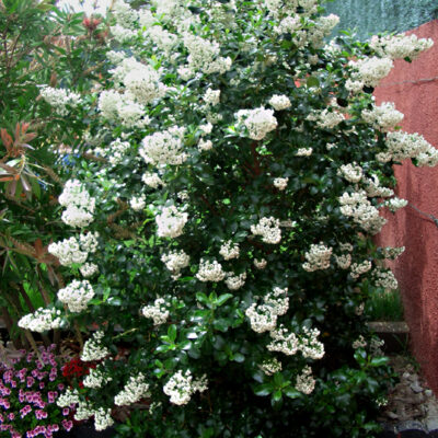 ESCALLONIA IVYII 2.5LT