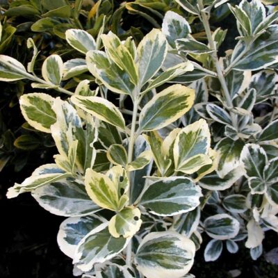 EUONYMOUS JAP. ALBOMARGINATA 2.5LT