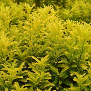 EUONYMOUS JAP. MICROPHYLLUS GOLD DUST 2.5LT