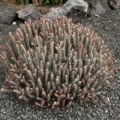 EUPHORBIA BREATHLESS WHITE 15CM POT