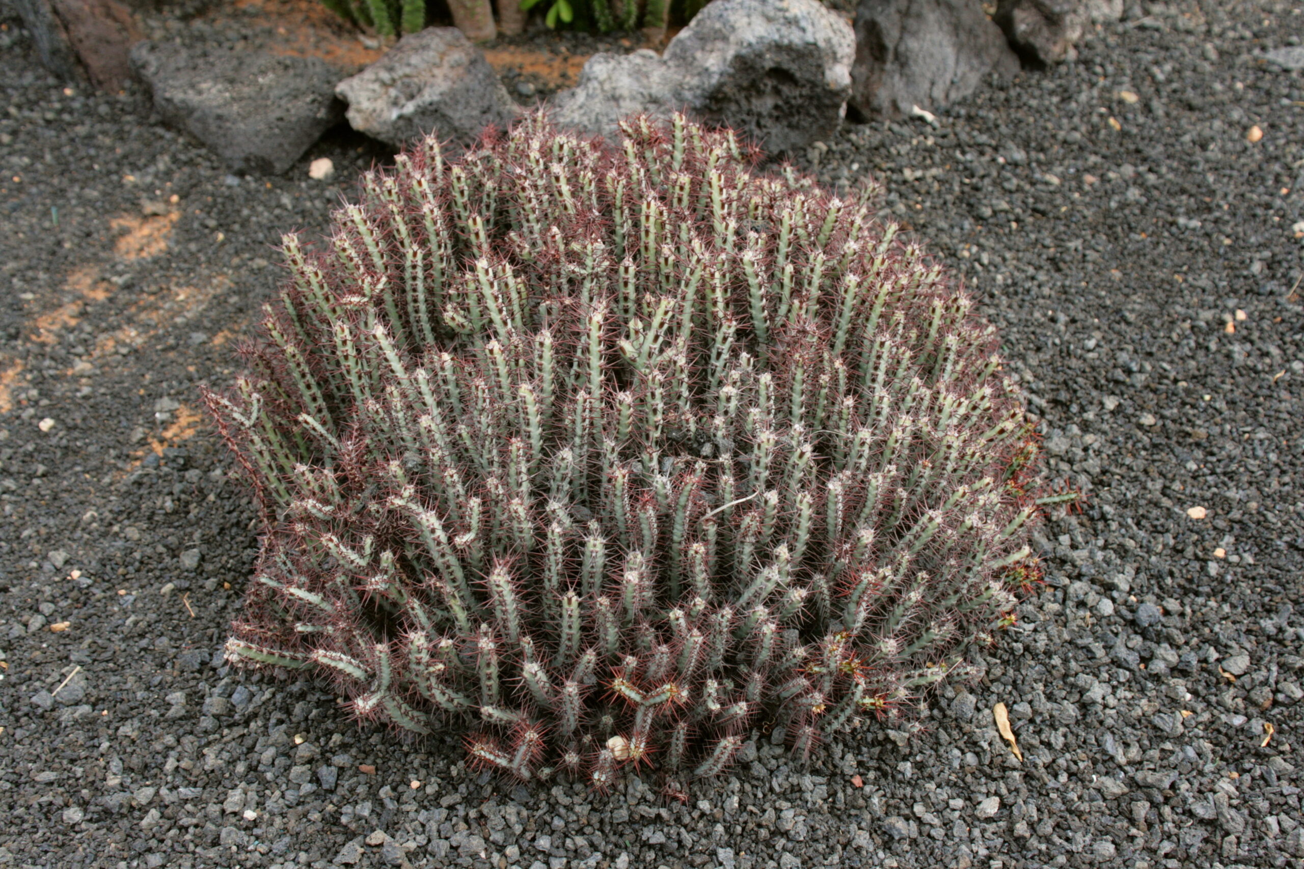EUPHORBIA BREATHLESS WHITE 15CM POT